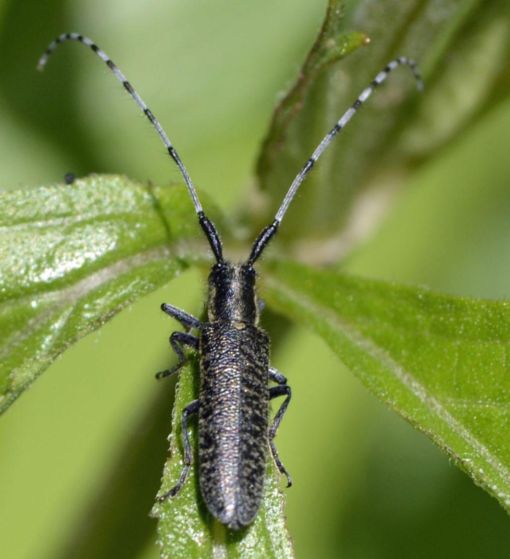 Quale Agapanthia? - Agapanthia villosoviridescens